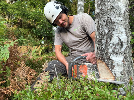 Trädfällning i Olofstorp, Göteborg, Kungälv, Ale, Partille, Mölndal, Skepplanda, Gråbo